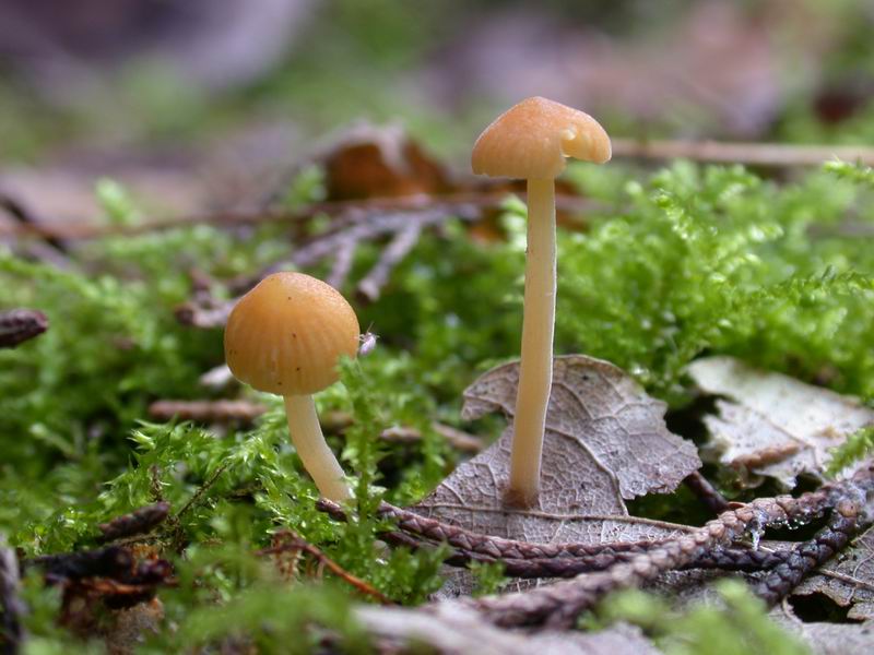 Galerina laevis